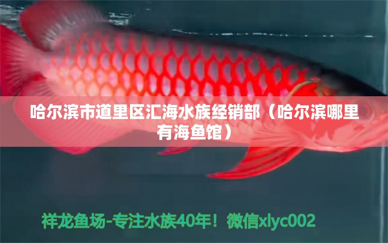 哈尔滨市道里区汇海水族经销部（哈尔滨哪里有海鱼馆）