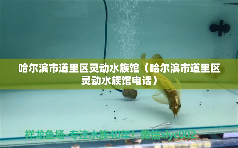 哈尔滨市道里区灵动水族馆（哈尔滨市道里区灵动水族馆电话）