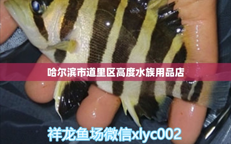 哈尔滨市道里区高度水族用品店 水族用品