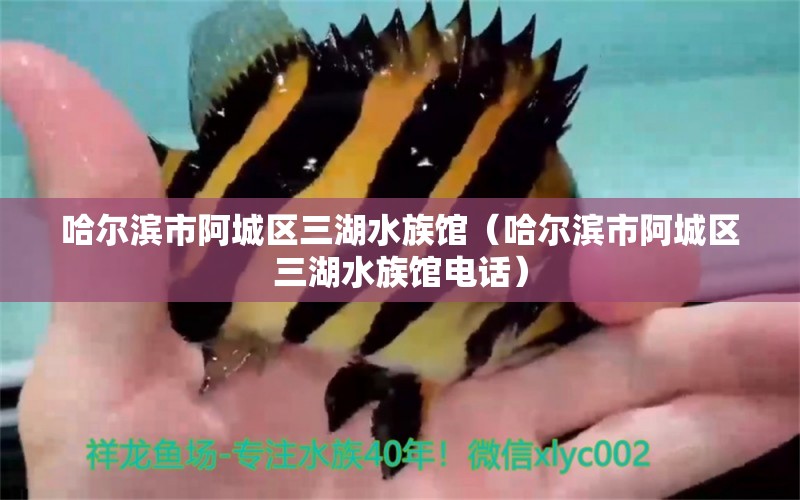 哈尔滨市阿城区三湖水族馆（哈尔滨市阿城区三湖水族馆电话） 全国水族馆企业名录