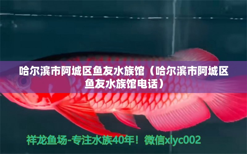 哈尔滨市阿城区鱼友水族馆（哈尔滨市阿城区鱼友水族馆电话）