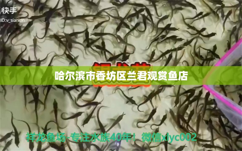 哈尔滨市香坊区兰君观赏鱼店 全国水族馆企业名录 第5张