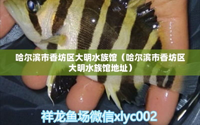 哈尔滨市香坊区大明水族馆（哈尔滨市香坊区大明水族馆地址）