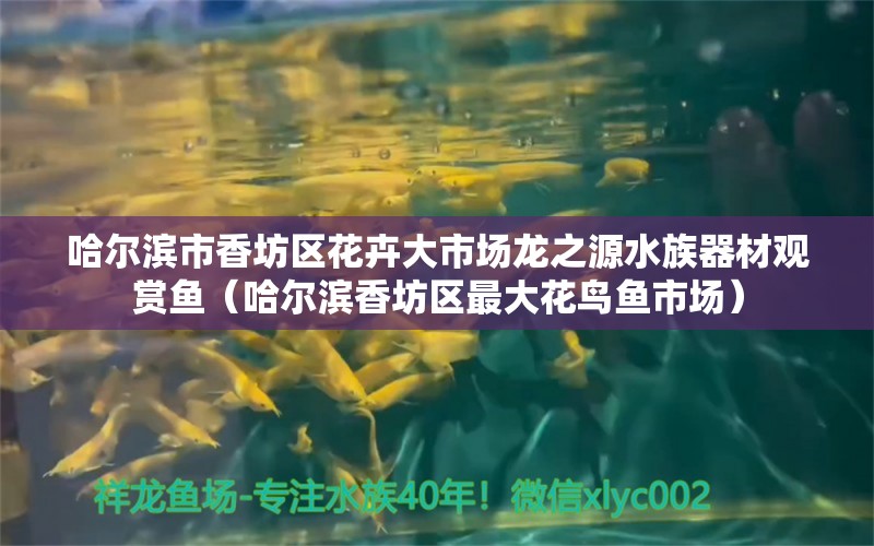 哈尔滨市香坊区花卉大市场龙之源水族器材观赏鱼（哈尔滨香坊区最大花鸟鱼市场）