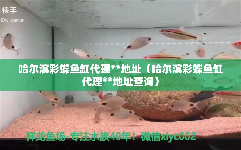 哈尔滨彩蝶鱼缸代理**地址（哈尔滨彩蝶鱼缸代理**地址查询） 黑白双星