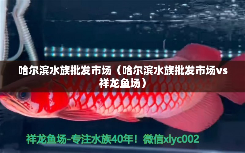 哈尔滨水族批发市场（哈尔滨水族批发市场vs祥龙鱼场）