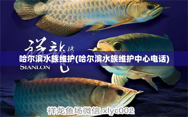 哈尔滨水族维护(哈尔滨水族维护中心电话) 星点金龙鱼