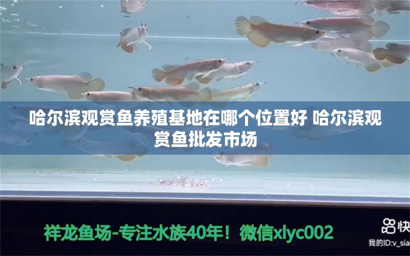 哈尔滨观赏鱼养殖基地在哪个位置好 哈尔滨观赏鱼批发市场 祥龙蓝珀金龙鱼 第1张