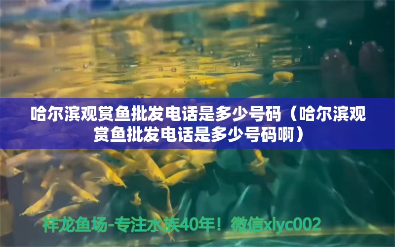 哈尔滨观赏鱼批发电话是多少号码（哈尔滨观赏鱼批发电话是多少号码啊） 观赏鱼批发