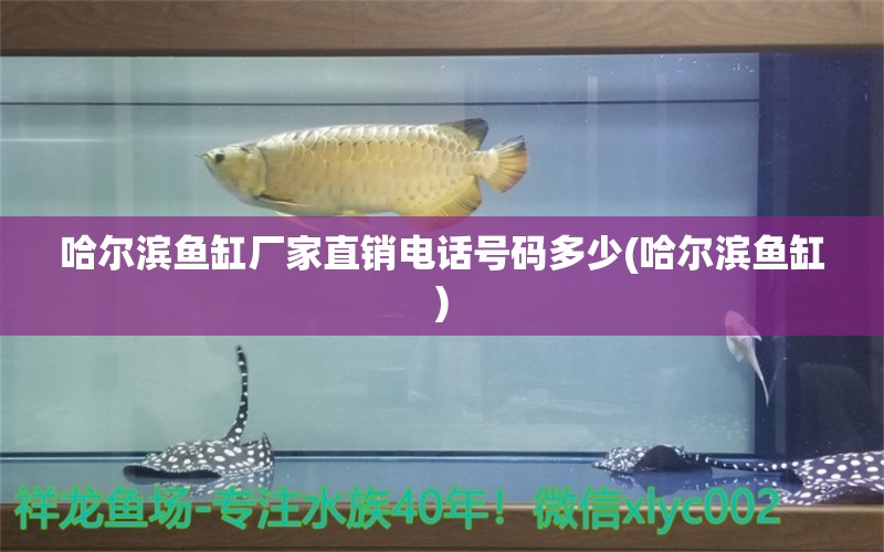 哈尔滨鱼缸厂家直销电话号码多少(哈尔滨鱼缸) 广州水族器材滤材批发市场