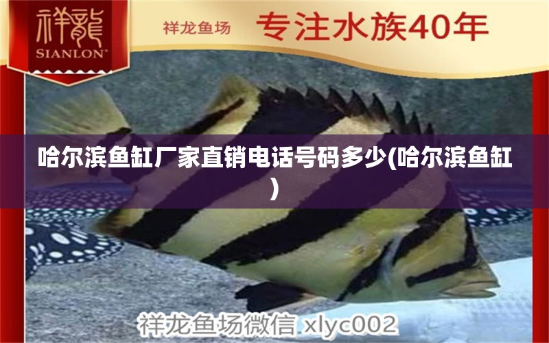 哈尔滨鱼缸厂家直销电话号码多少(哈尔滨鱼缸) 广州水族器材滤材批发市场