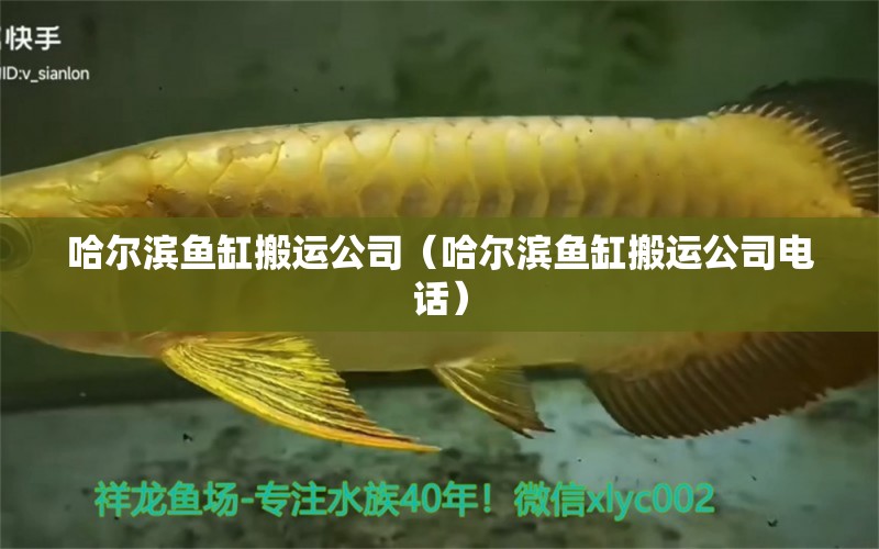 哈尔滨鱼缸搬运公司（哈尔滨鱼缸搬运公司电话） 祥龙水族医院