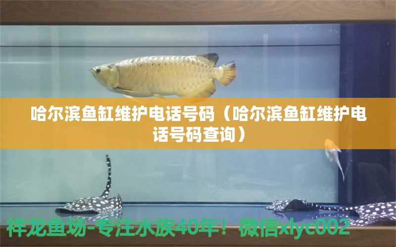 哈尔滨鱼缸维护电话号码（哈尔滨鱼缸维护电话号码查询）