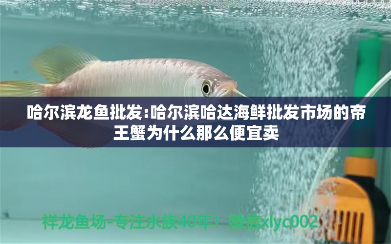 哈尔滨龙鱼批发:哈尔滨哈达海鲜批发市场的帝王蟹为什么那么便宜卖