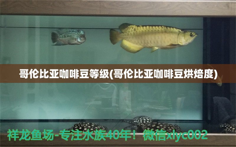 哥伦比亚咖啡豆等级(哥伦比亚咖啡豆烘焙度)