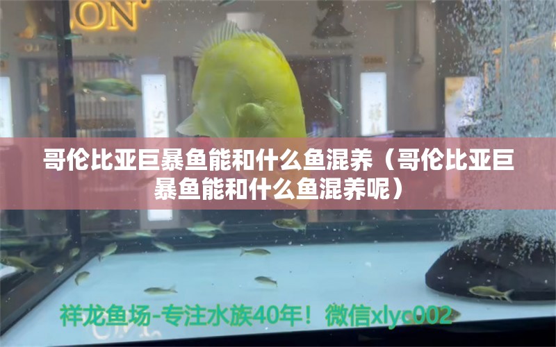 哥伦比亚巨暴鱼能和什么鱼混养（哥伦比亚巨暴鱼能和什么鱼混养呢）