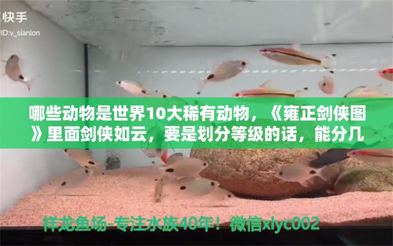 哪些动物是世界10大稀有动物，《雍正剑侠图》里面剑侠如云，要是划分等级的话，能分几个级别