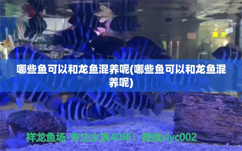 哪些鱼可以和龙鱼混养呢(哪些鱼可以和龙鱼混养呢) 祥龙鱼场其他产品