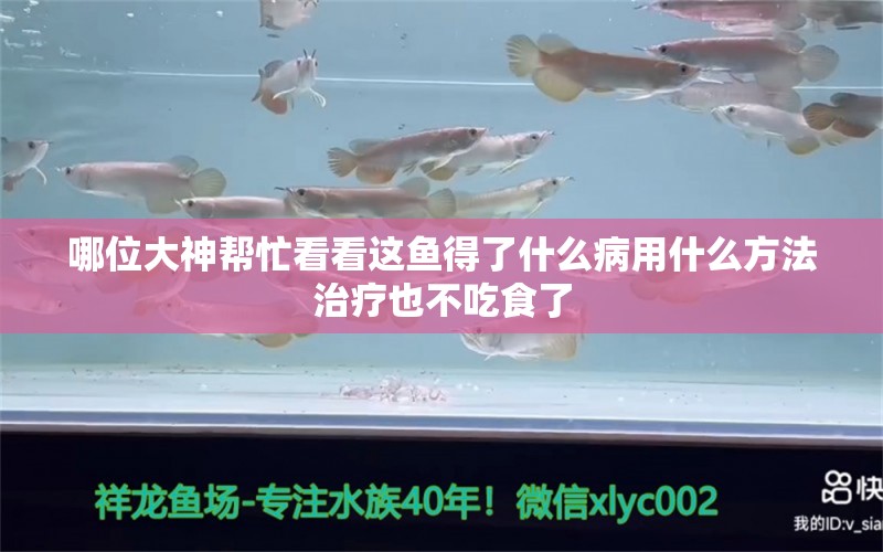 哪位大神帮忙看看这鱼得了什么病用什么方法治疗也不吃食了