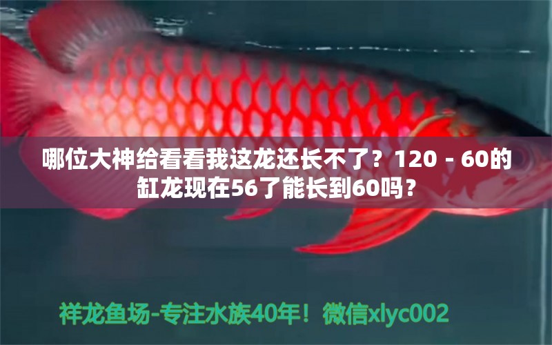 哪位大神给看看我这龙还长不了？120－60的缸龙现在56了能长到60吗？ 翡翠凤凰鱼