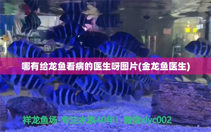 哪有给龙鱼看病的医生呀图片(金龙鱼医生) 白子关刀鱼