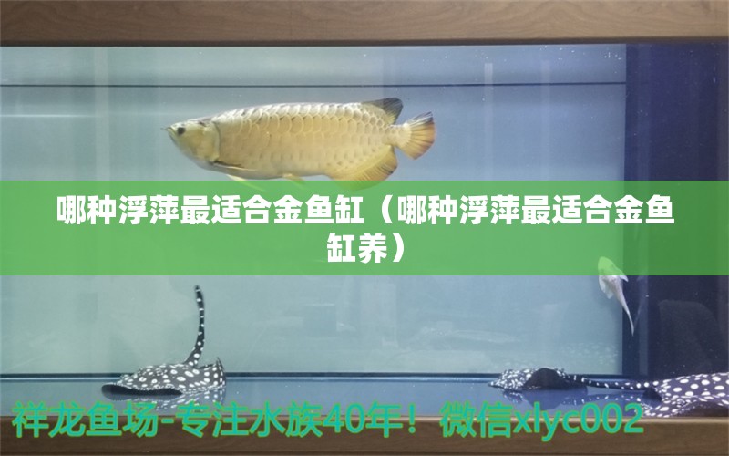 哪种浮萍最适合金鱼缸（哪种浮萍最适合金鱼缸养）