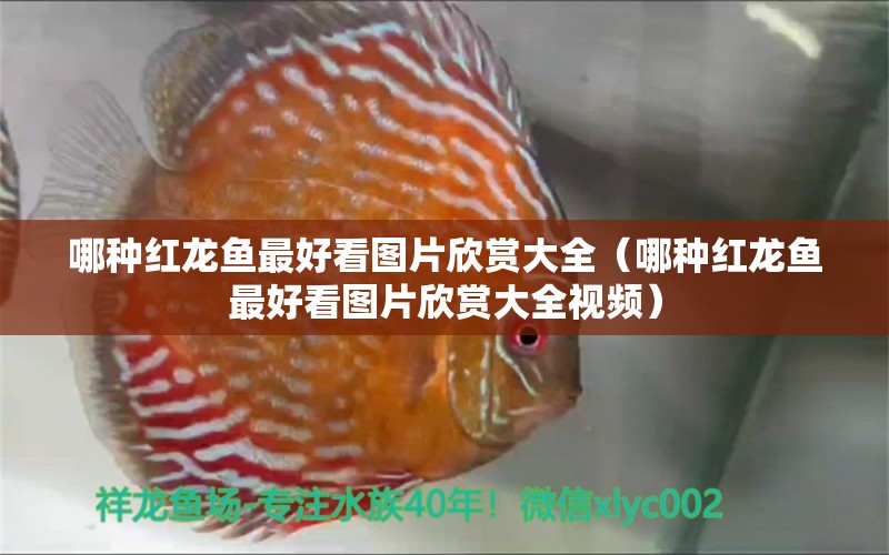 哪种红龙鱼最好看图片欣赏大全（哪种红龙鱼最好看图片欣赏大全视频） 广州龙鱼批发市场