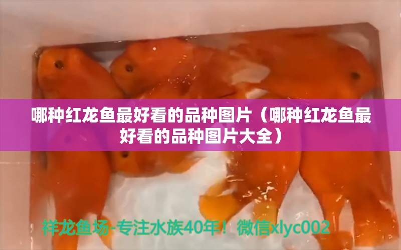 哪种红龙鱼最好看的品种图片（哪种红龙鱼最好看的品种图片大全） 广州龙鱼批发市场