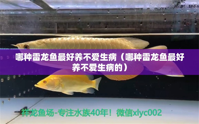 哪种雷龙鱼最好养不爱生病（哪种雷龙鱼最好养不爱生病的） 广州龙鱼批发市场