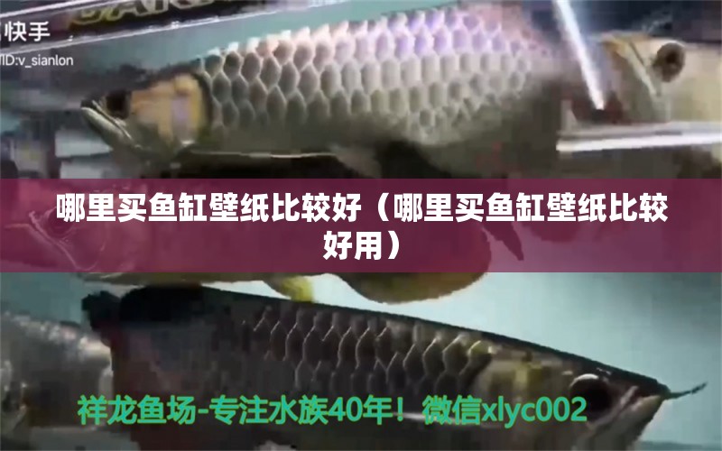 哪里买鱼缸壁纸比较好（哪里买鱼缸壁纸比较好用） 祥龙水族医院