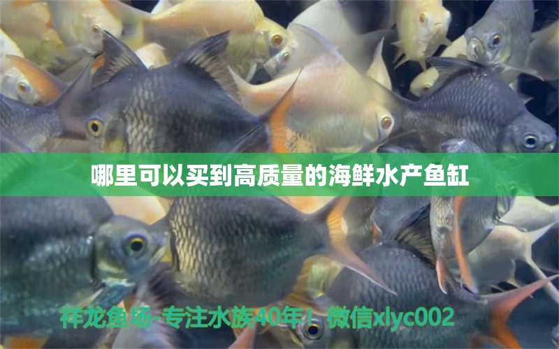 哪里可以买到高质量的海鲜水产鱼缸 电鳗