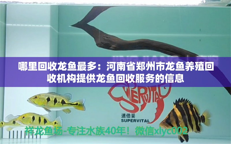 哪里回收龙鱼最多：河南省郑州市龙鱼养殖回收机构提供龙鱼回收服务的信息 龙鱼百科 第2张