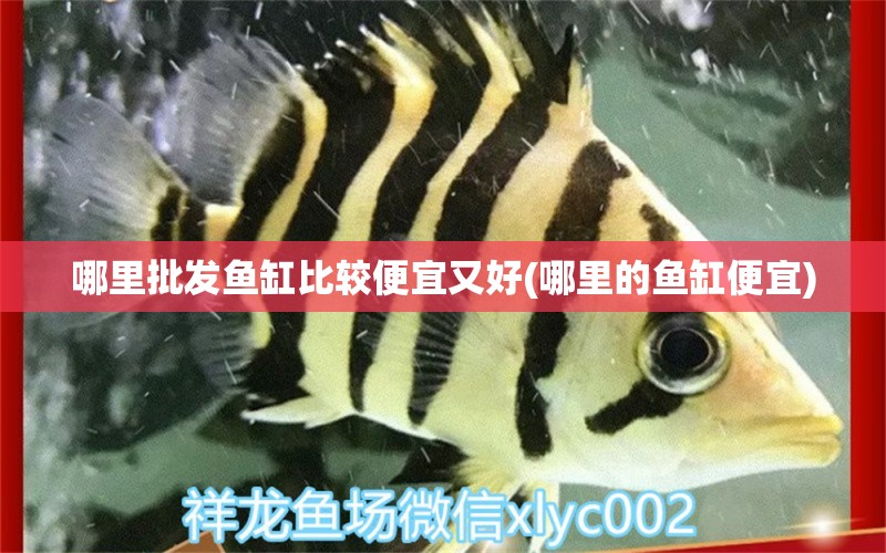 哪里批发鱼缸比较便宜又好(哪里的鱼缸便宜) 委内瑞拉奥里诺三间鱼