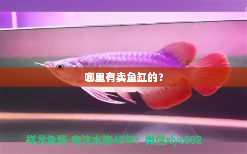 哪里有卖鱼缸的？