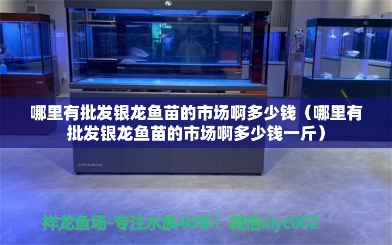 哪里有批发银龙鱼苗的市场啊多少钱（哪里有批发银龙鱼苗的市场啊多少钱一斤） 银龙鱼