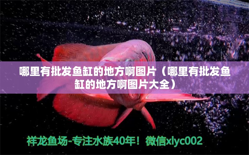 哪里有批发鱼缸的地方啊图片（哪里有批发鱼缸的地方啊图片大全） 祥龙水族医院