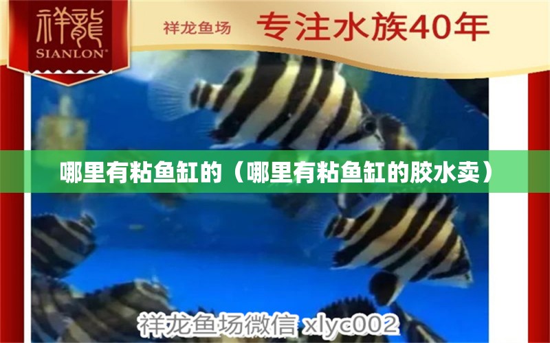 哪里有粘鱼缸的（哪里有粘鱼缸的胶水卖） 祥龙水族医院