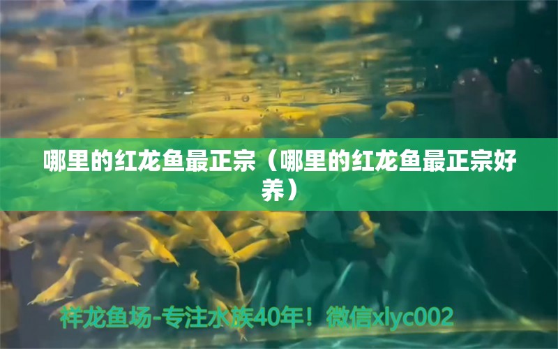 哪里的红龙鱼最正宗（哪里的红龙鱼最正宗好养） 网上购买观赏鱼