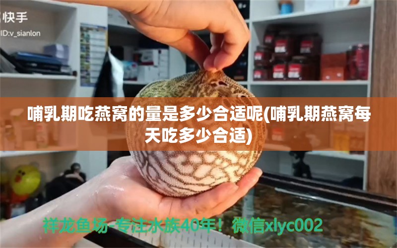 哺乳期吃燕窝的量是多少合适呢(哺乳期燕窝每天吃多少合适)