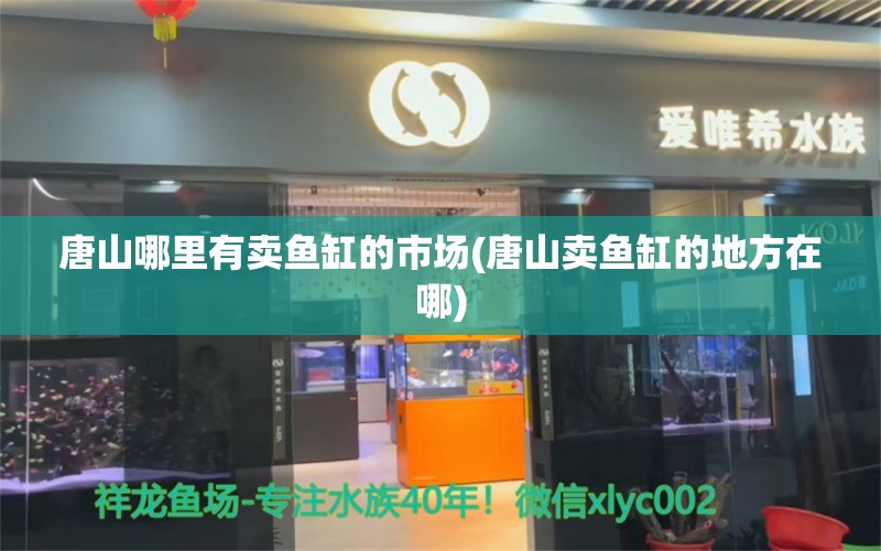 唐山哪里有卖鱼缸的市场(唐山卖鱼缸的地方在哪) 福虎/异型虎鱼/纯色虎鱼