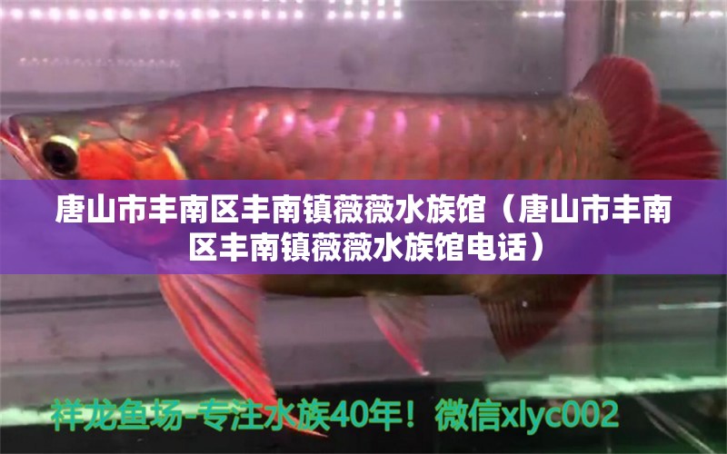 唐山市丰南区丰南镇薇薇水族馆（唐山市丰南区丰南镇薇薇水族馆电话）