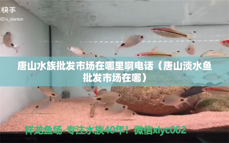 唐山水族批发市场在哪里啊电话（唐山淡水鱼批发市场在哪） 狗头鱼