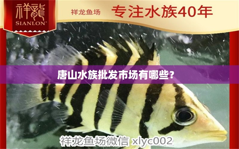 唐山水族批发市场有哪些？ 