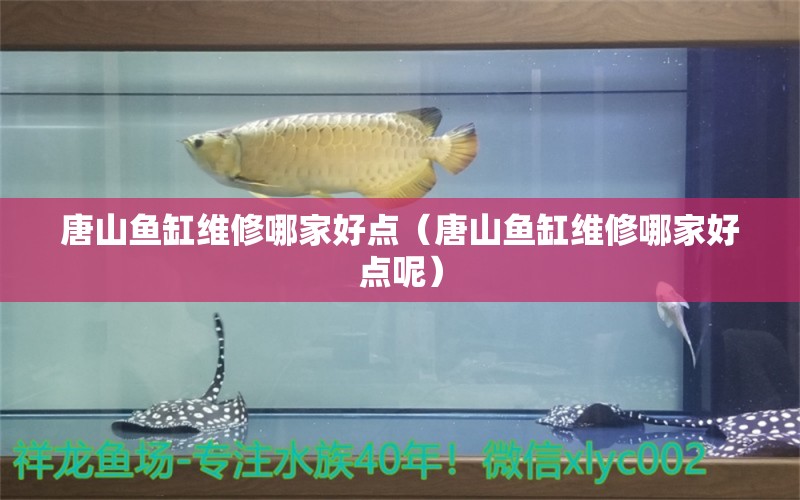 唐山鱼缸维修哪家好点（唐山鱼缸维修哪家好点呢） 祥龙水族医院