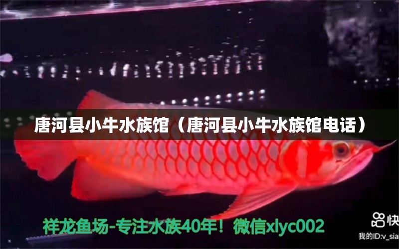 唐河县小牛水族馆（唐河县小牛水族馆电话） 全国水族馆企业名录