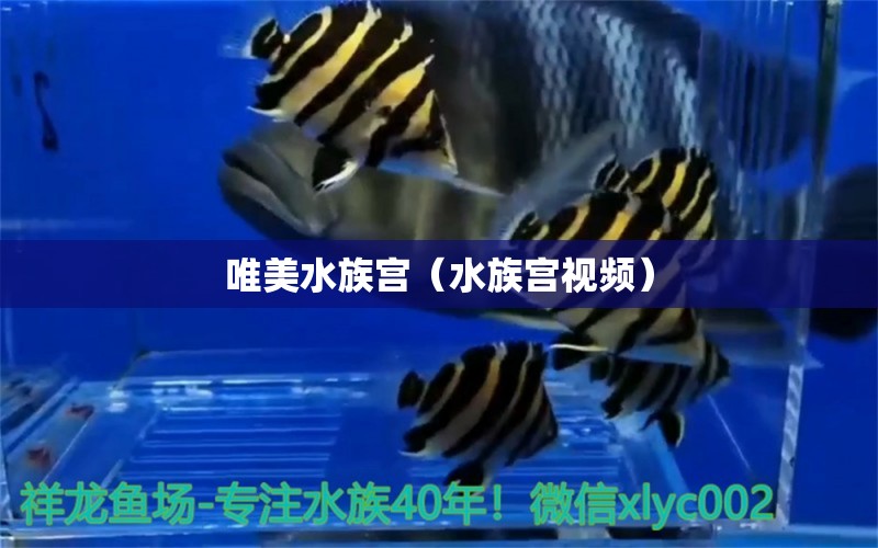 唯美水族宫（水族宫视频）