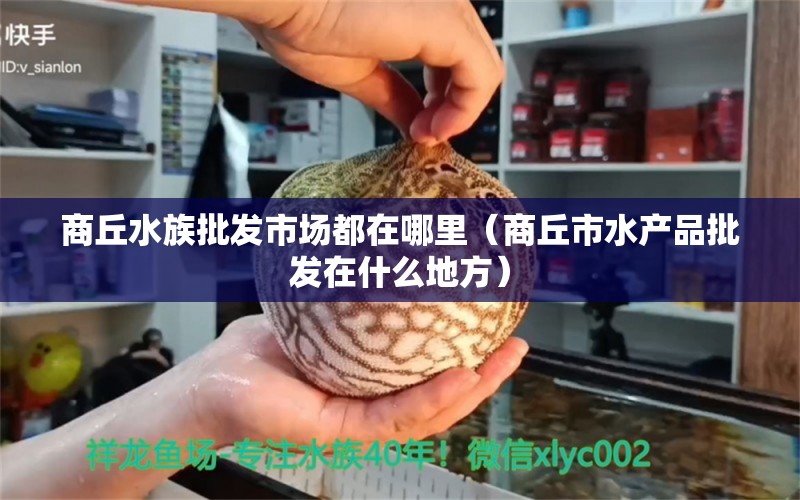 商丘水族批发市场都在哪里（商丘市水产品批发在什么地方）