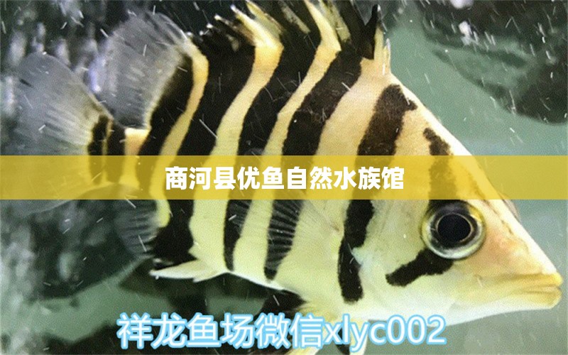 商河县优鱼自然水族馆