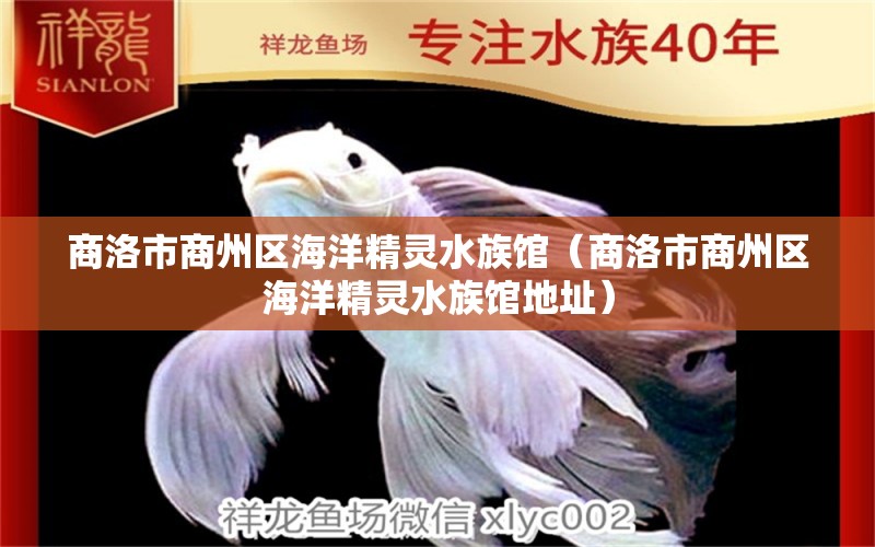 商洛市商州区海洋精灵水族馆（商洛市商州区海洋精灵水族馆地址）