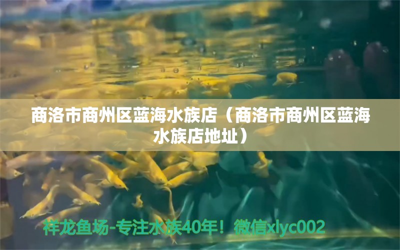 商洛市商州区蓝海水族店（商洛市商州区蓝海水族店地址）